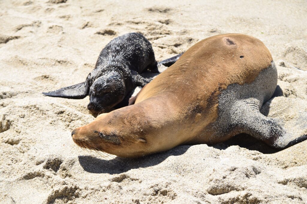 Mama and baby seal