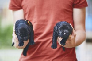 Newborns of dog
