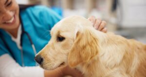 Happy, girl or dog with doctor in vet consultation room for growth, check or neutering appointment.