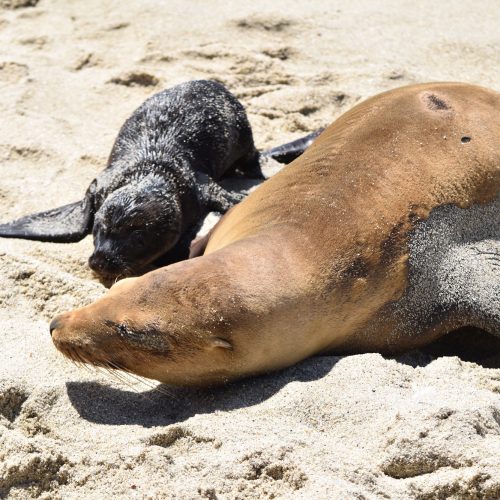 Mama and baby seal