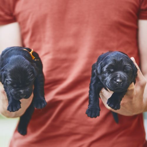 Newborns of dog